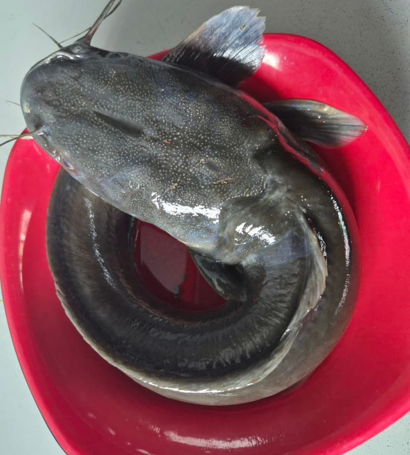 Fresh Fish